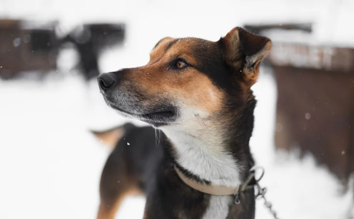 ‎New Zealand‎‎‎ Dog Breeds