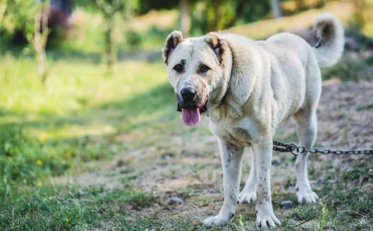 Native Armenian dog breeds | All dogs of Armenia | Dog breeds ...