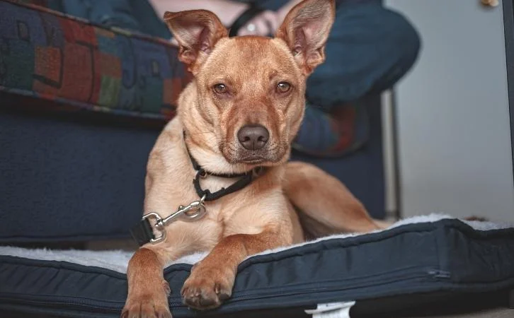 Bahamian dog breeds