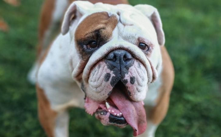 Bahrain dog breeds