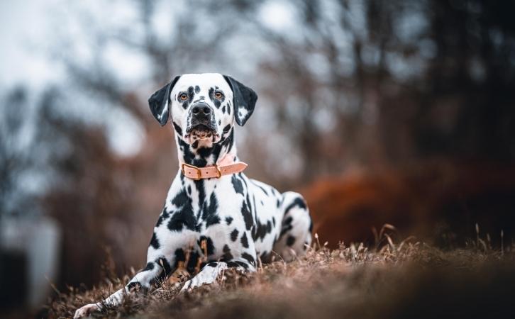 Bahrain dog breeds
