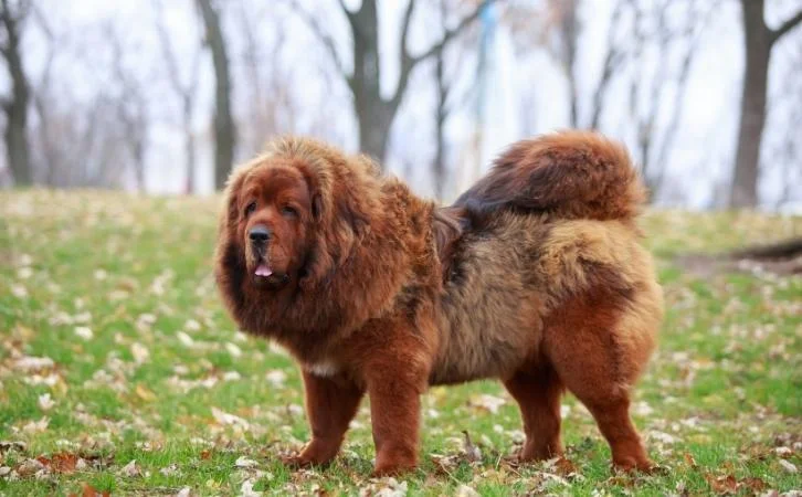 Bhutan dog breeds