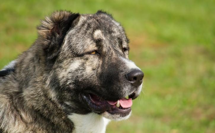 Native Armenian dog breeds