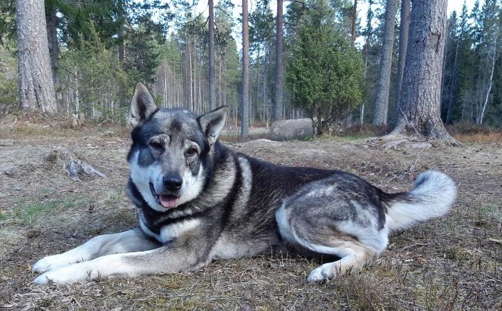 Native Swedish Dog Breeds | All dogs of Sweden | Dog breeds originating ...