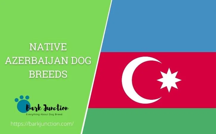 Native Azerbaijan dog breeds