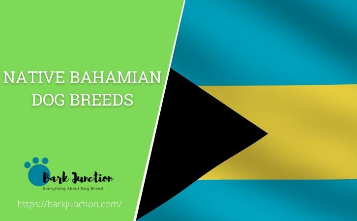 Native Bahamian dog breeds