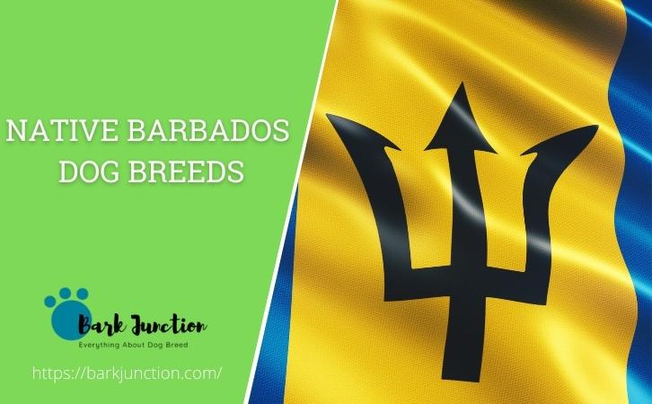 Barbados dog breeds