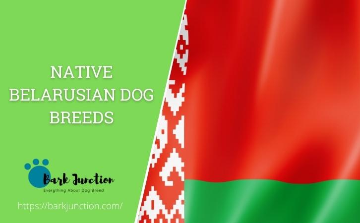Native Belarusian dog breeds