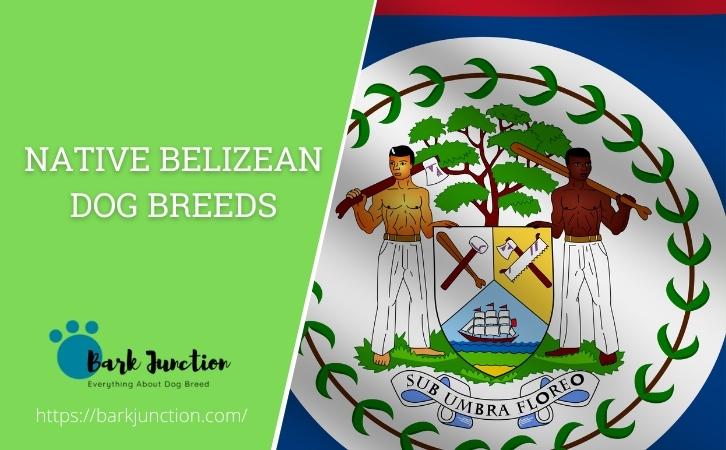Native Belizean dog breeds