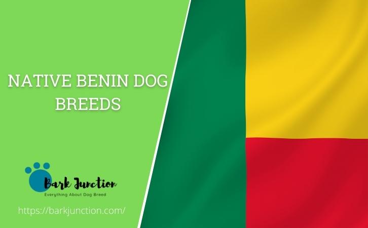 Native Benin dog breeds