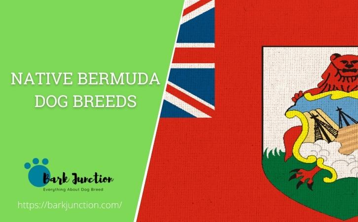 Native Bermuda dog breeds
