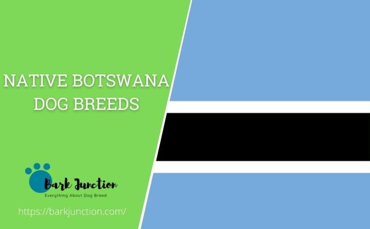 Native Botswana dog breeds
