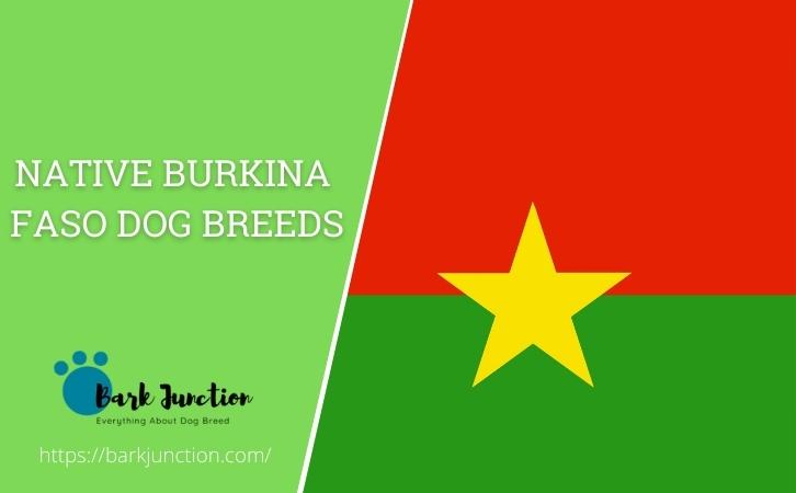 Native Burkina Faso dog breeds