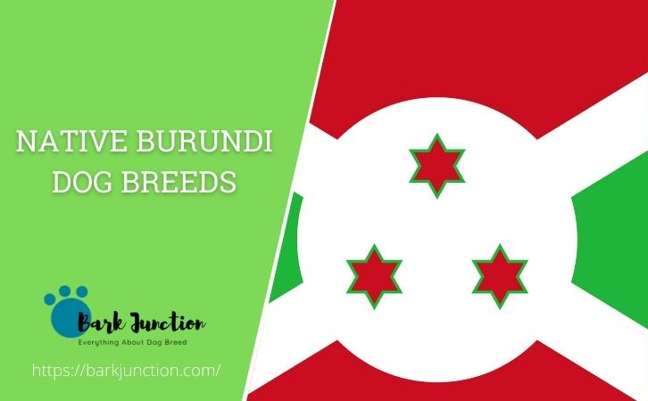 Native Burundi dog breeds