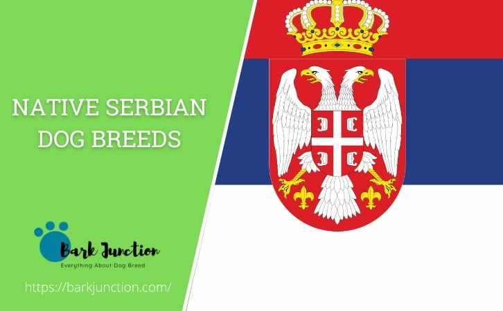Native ‎Serbian‎‎ Dog Breeds