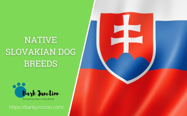 Slovakian ‎‎Dog Breeds