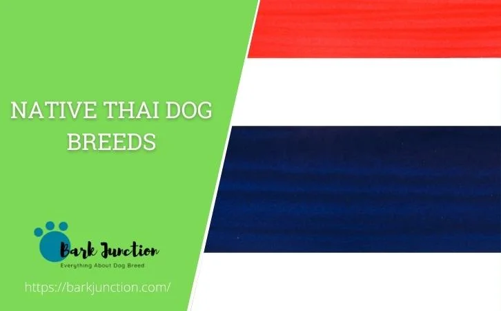 Native ‎Thai ‎‎Dog Breeds