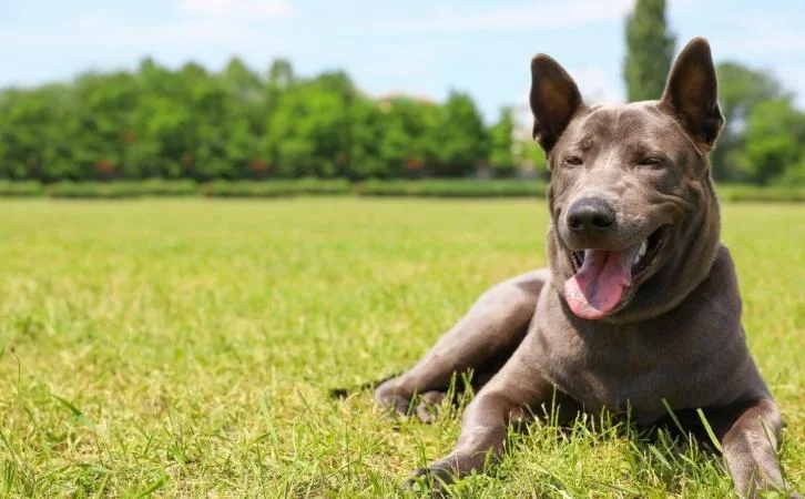 Thai ‎‎Dog Breeds