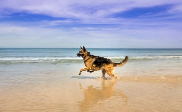 Belizean dog breeds