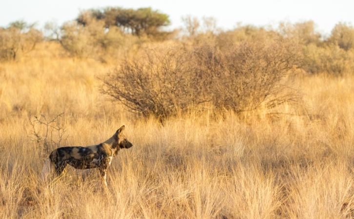 Botswana dog breeds