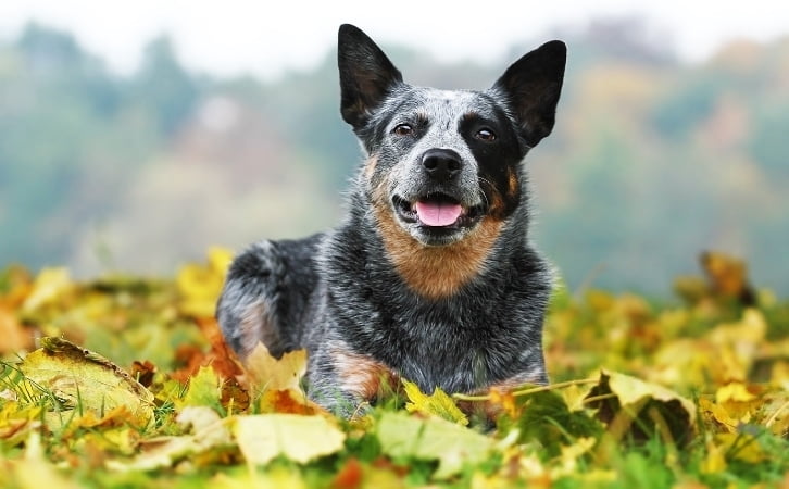 Ghana dog breeds