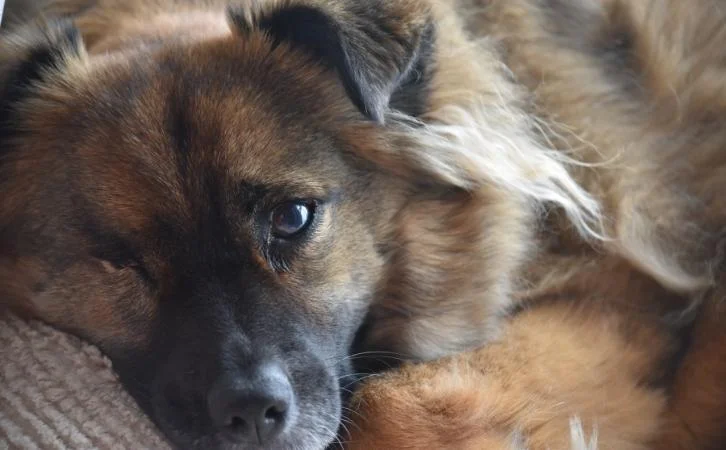 Christmas Island dog breeds