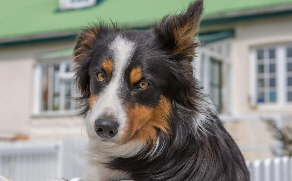 Native Falkland Islands dog breeds
