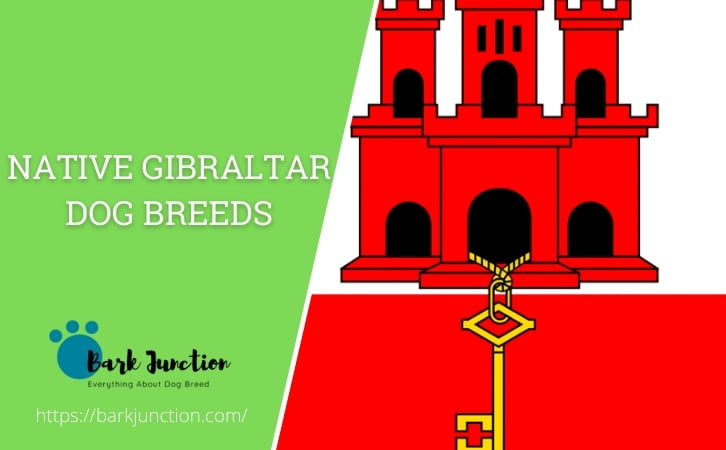 Native Gibraltar dog breeds