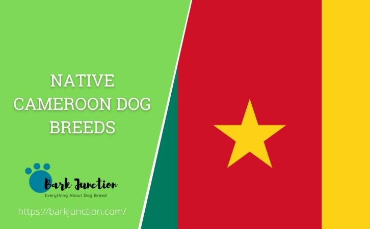 Cameroon dog breeds