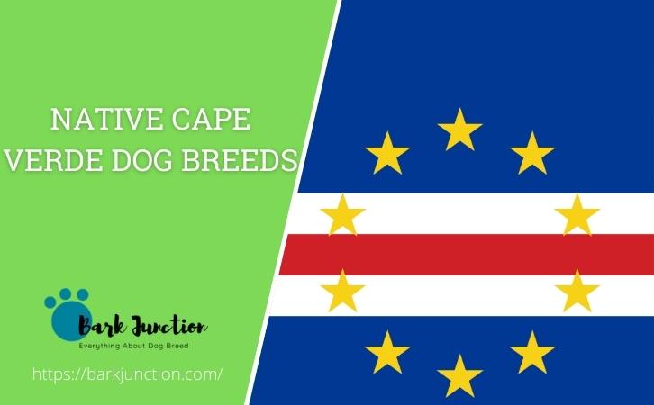 Native Cape Verde dog breeds