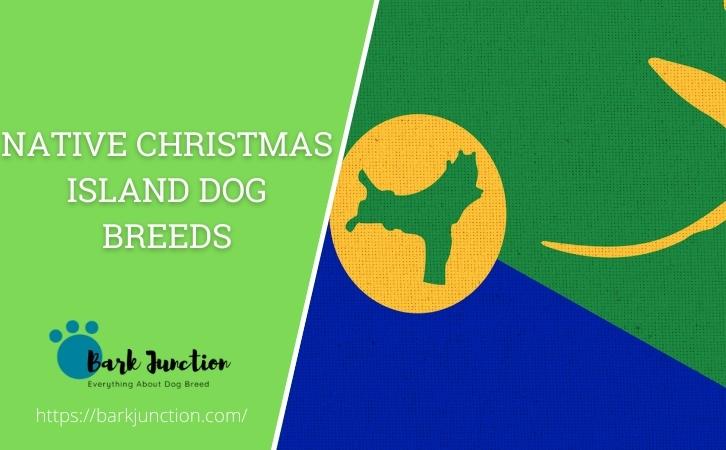 Native Christmas Island dog breeds