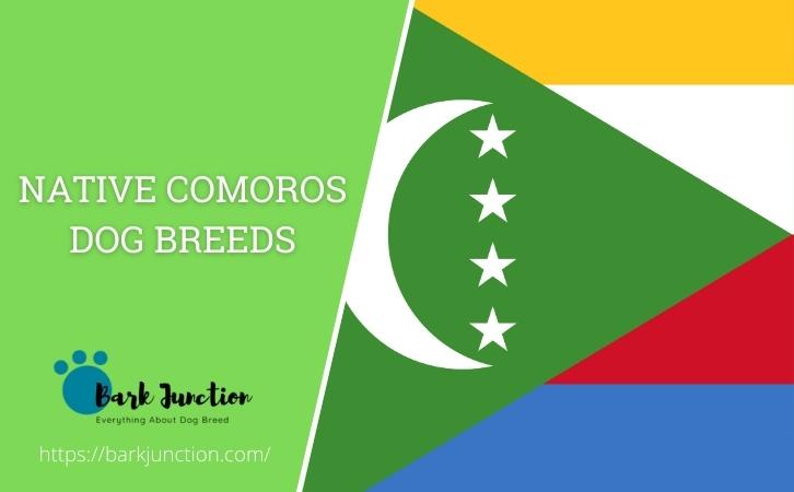 Native Comoros dog breeds