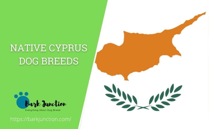 Native Cyprus dog breeds
