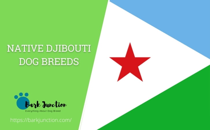 Native Djibouti dog breeds