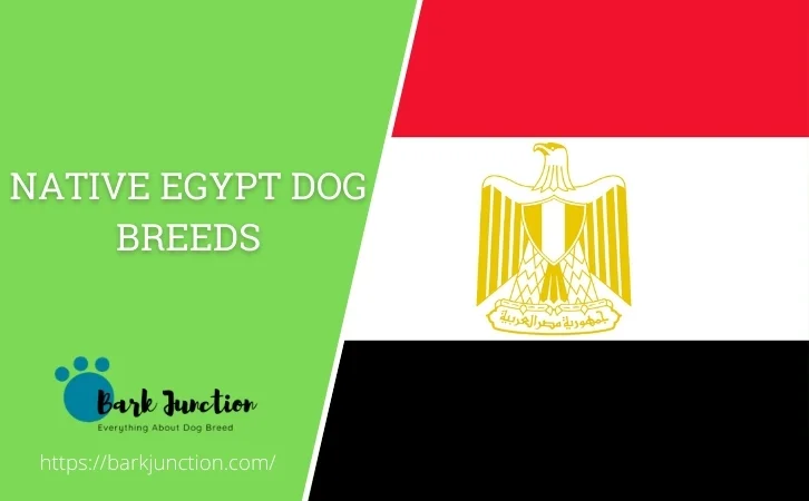 Native Egypt dog breeds