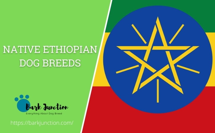 Native Ethiopian dog breeds