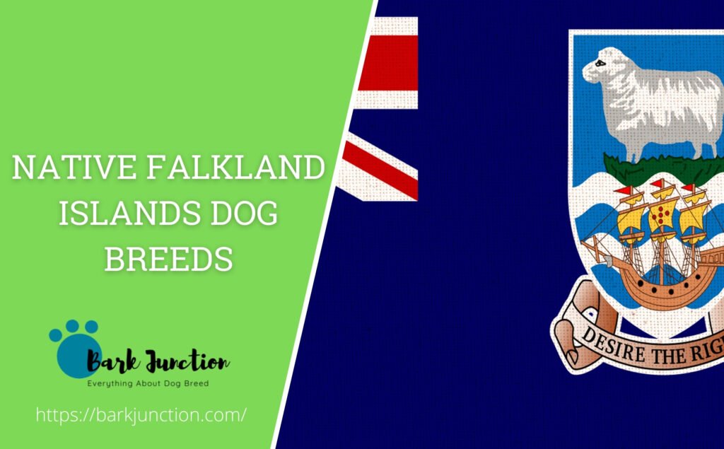 Native Falkland Islands dog breeds