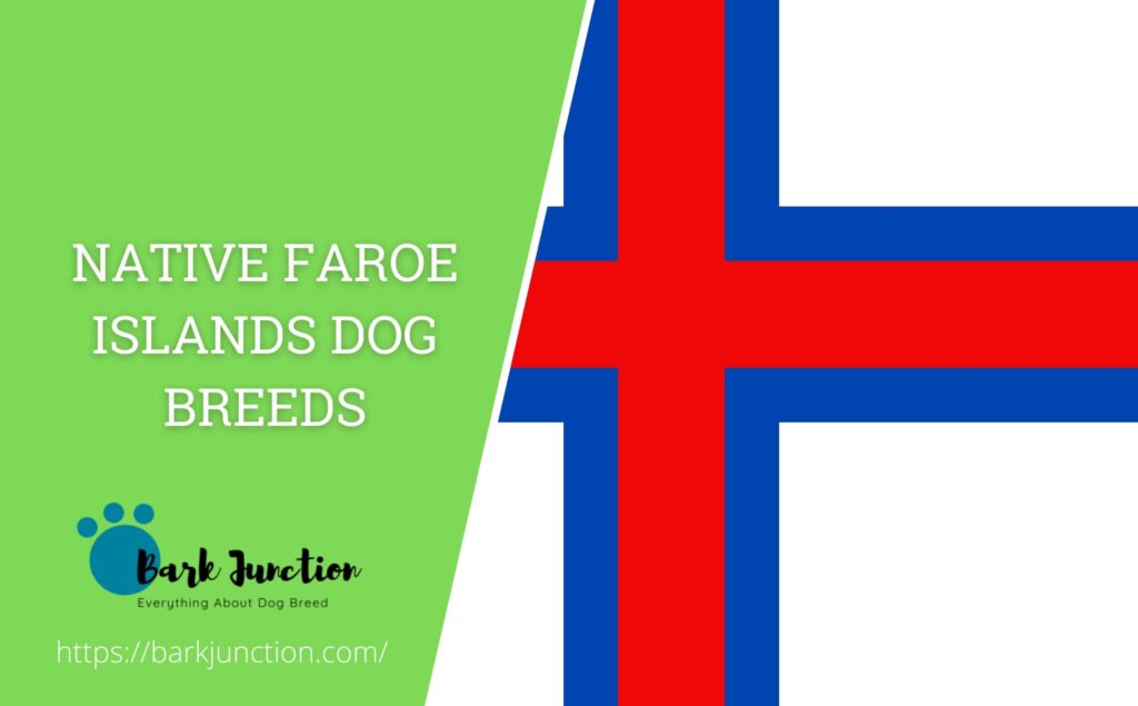 Native Faroe Islands dog breeds