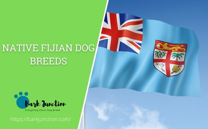 Native Fijian dog breeds