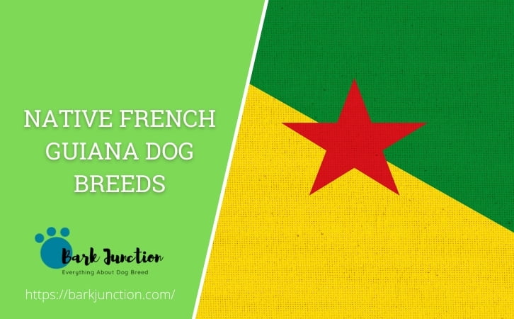 Native French Guiana dog breeds