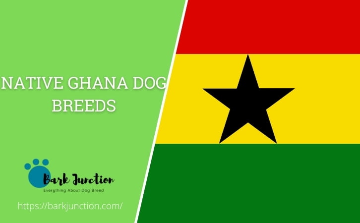 Native Ghana dog breeds