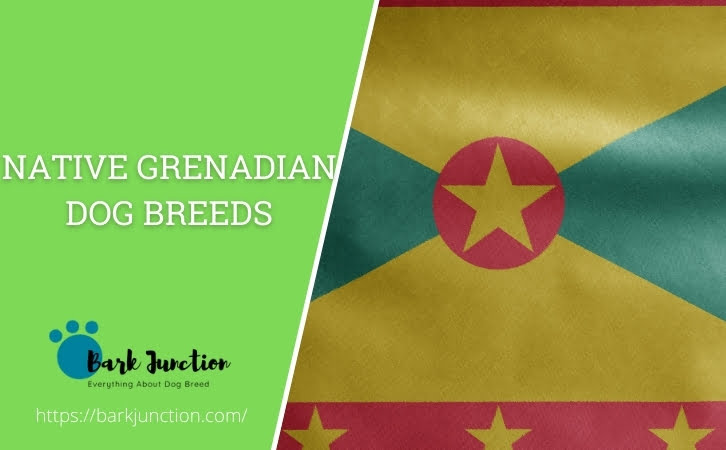 Native Grenadian dog breeds