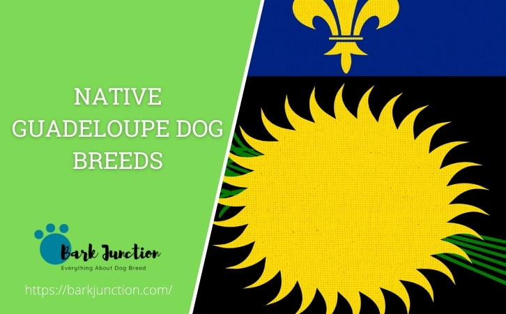 Native Guadeloupe dog breeds