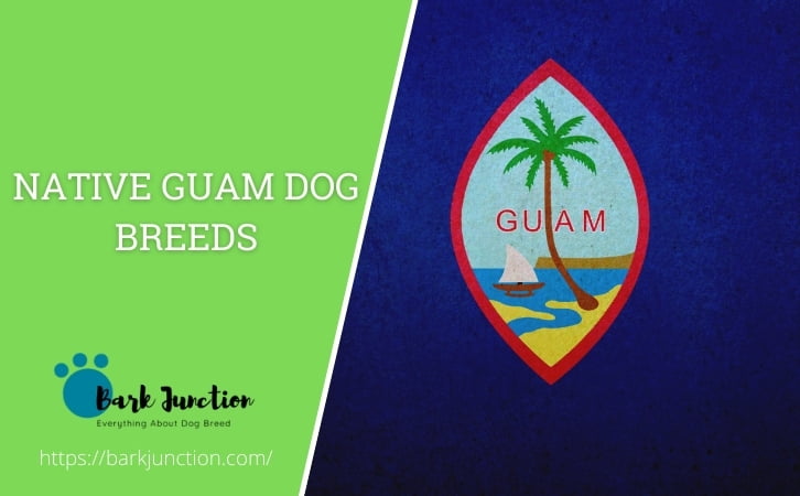 Native Guam dog breeds