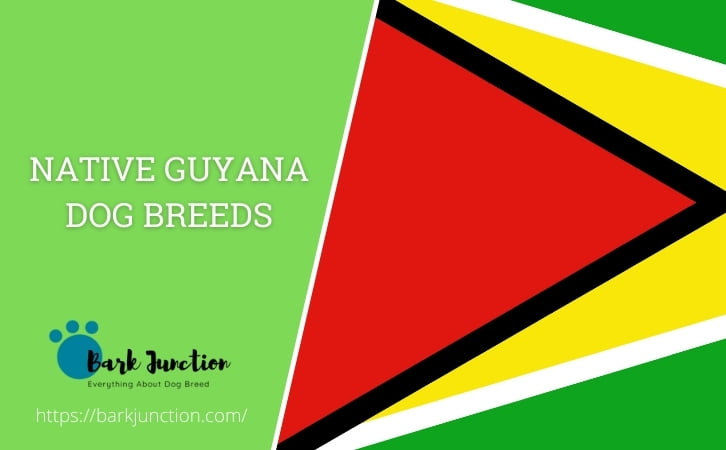 Guyana dog breeds