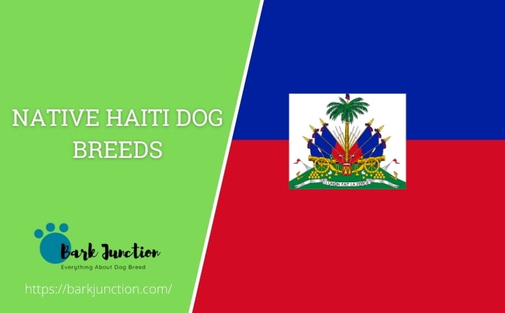 Native Haiti dog breeds