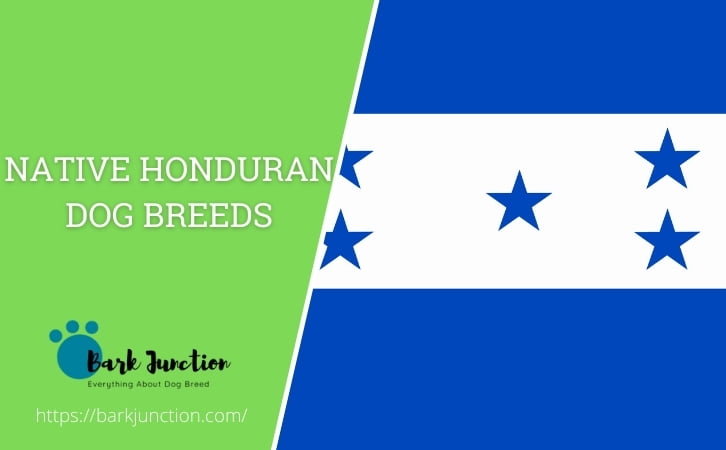 Native Honduran dog breeds