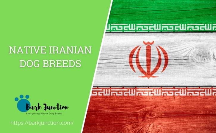 Native Iranian dog breeds