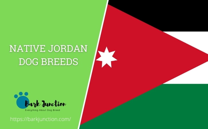 Native Jordan dog breeds