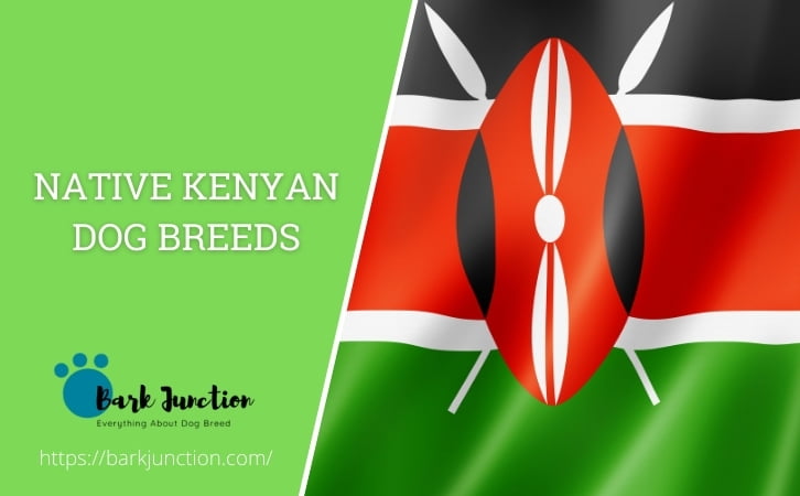 Native Kenyan dog breeds